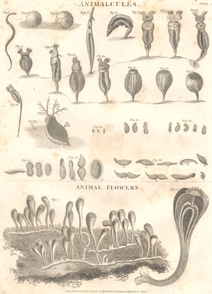 ANIMALS. Animalcules; Animal Flowers. (Oxford Encyclopaedia) 1830 old print